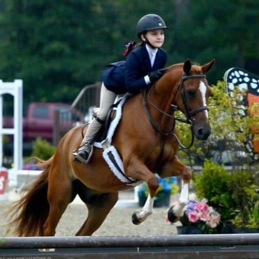 chestnut pony with student jumping at horse show