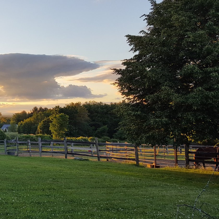 sunset over pasture with horse grazing