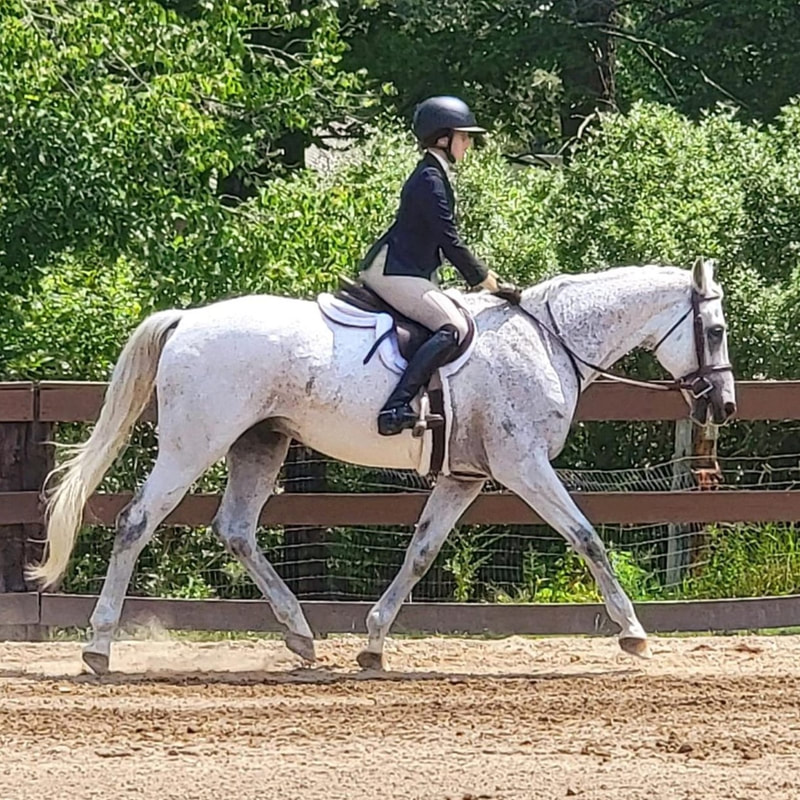 gray horse and rider trotting in an outdoor riding ringing